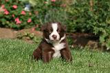 BORDER COLLIE 1256